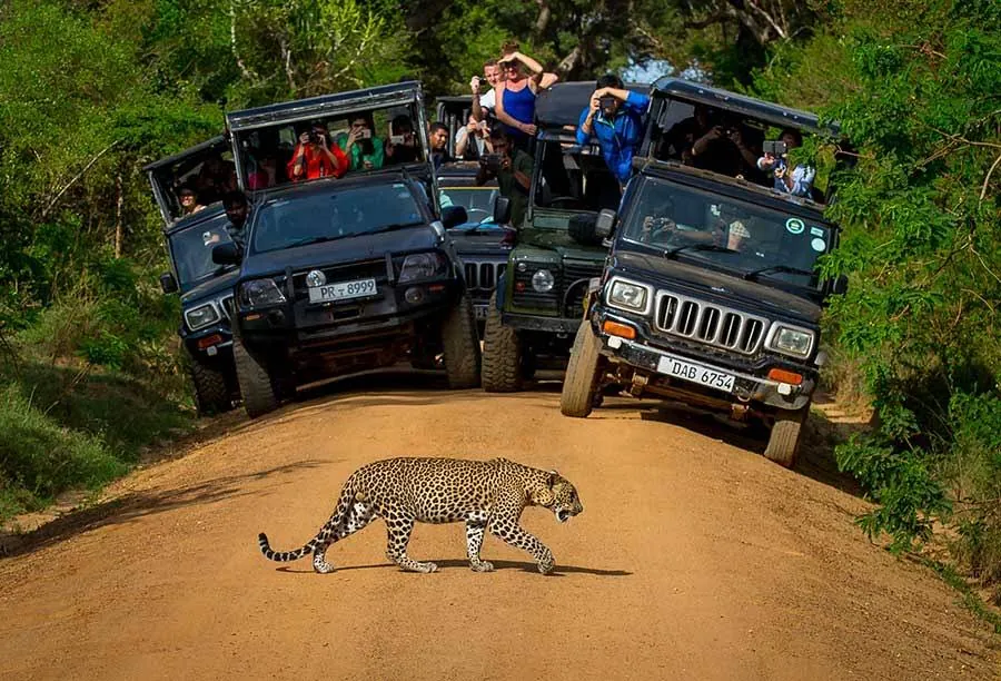 Safari jeeps paused while a leopard crosses a road in Sri Lanka