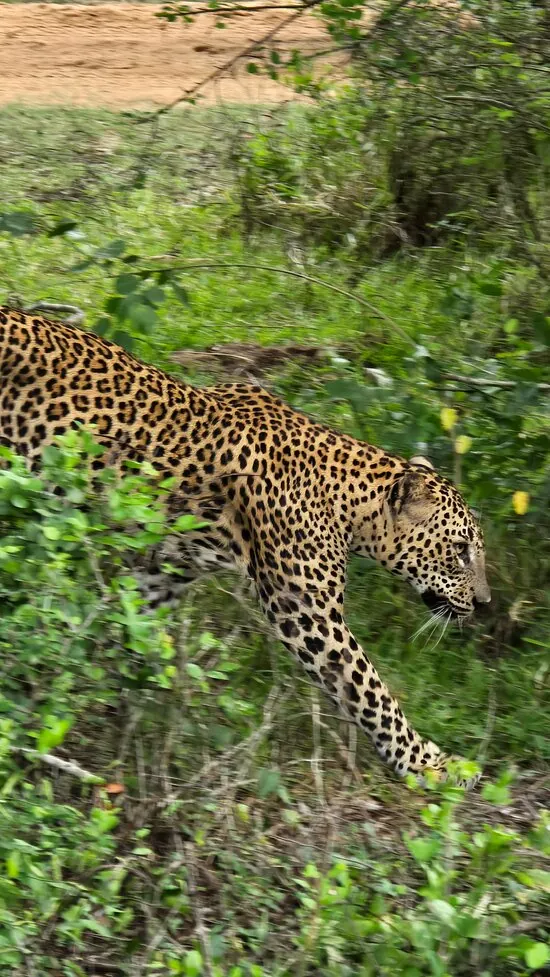 A leopard walking through green scrub in Sri Lanka